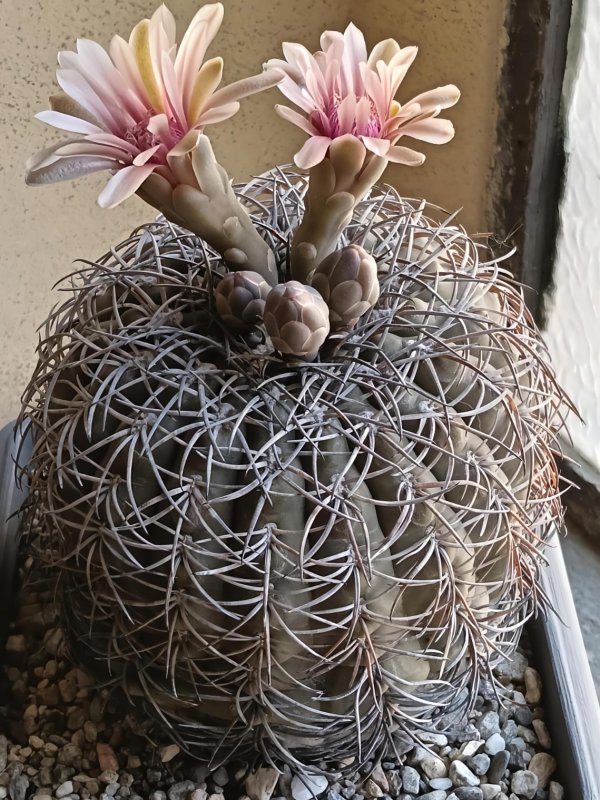 Gymnocalycium spegazzinii 
