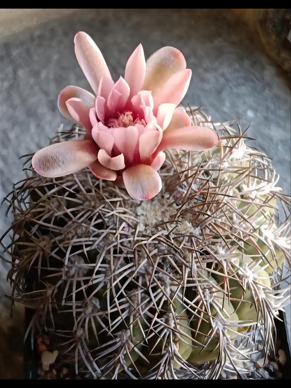 Gymnocalycium spegazzinii 