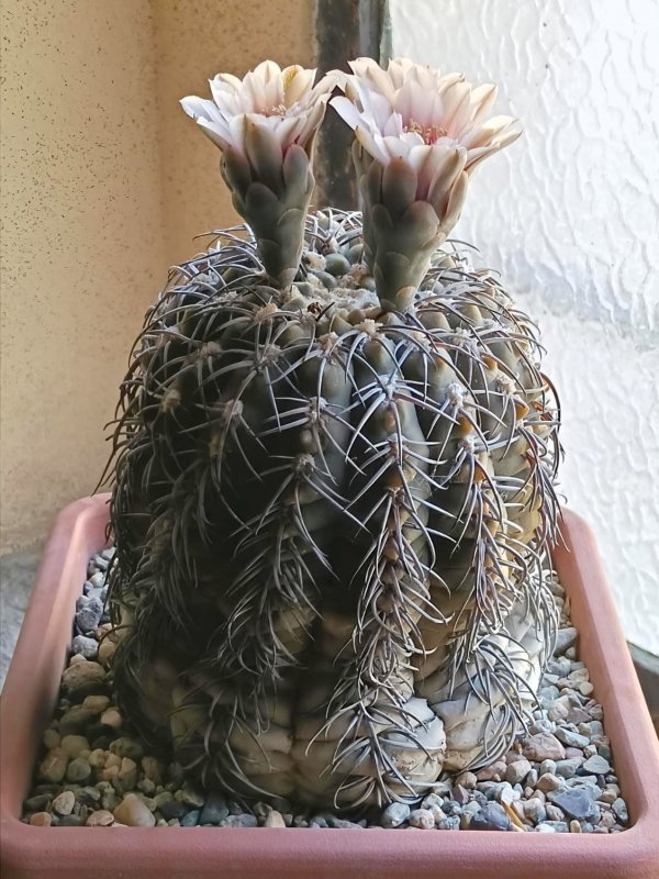 Gymnocalycium spegazzinii 