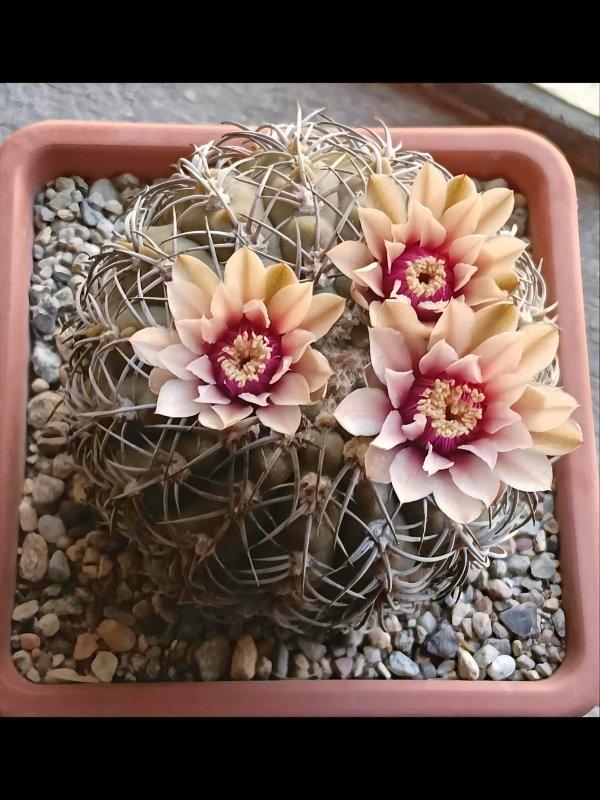 Gymnocalycium spegazzinii 