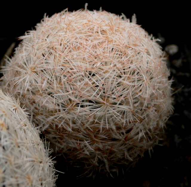 Mammillaria egregia 