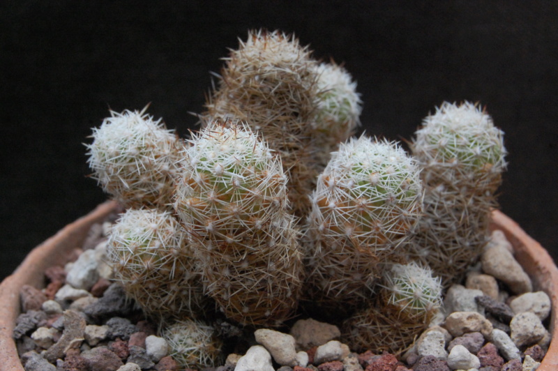 Mammillaria sphacelata SB 1277