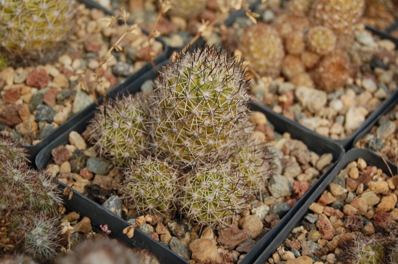 Mammillaria sphacelata SB 677