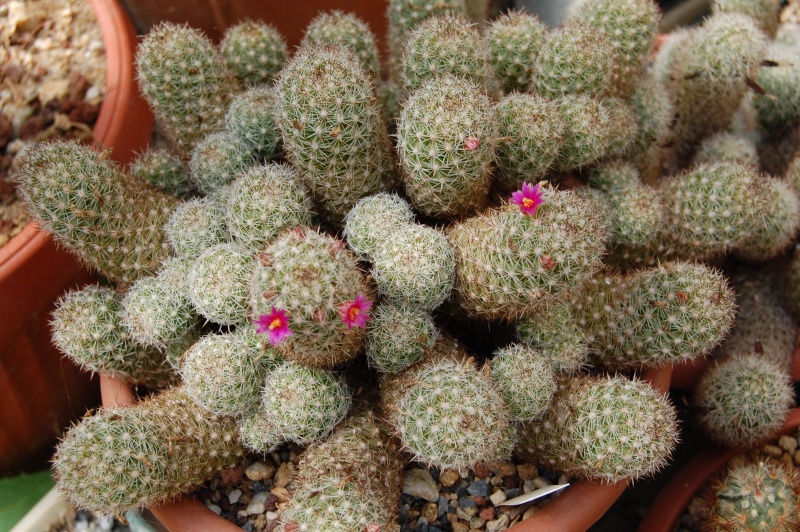 Mammillaria sphacelata SB 1277