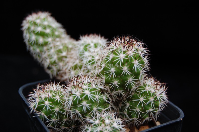 Mammillaria sphacelata Z 79