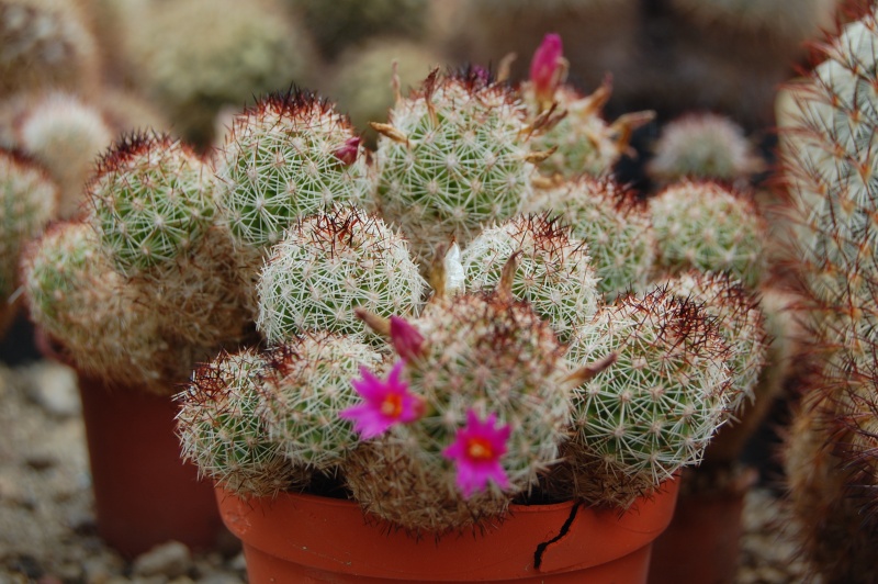 Mammillaria sphacelata SB 1277