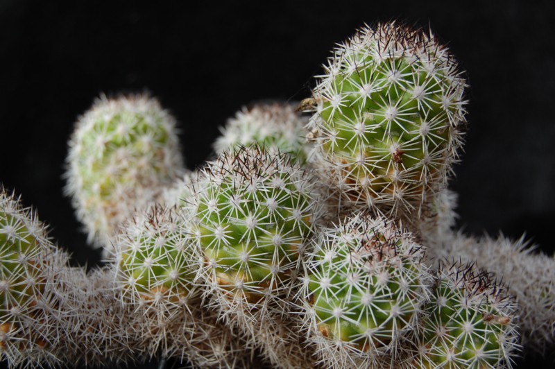 Mammillaria sphacelata Z 79