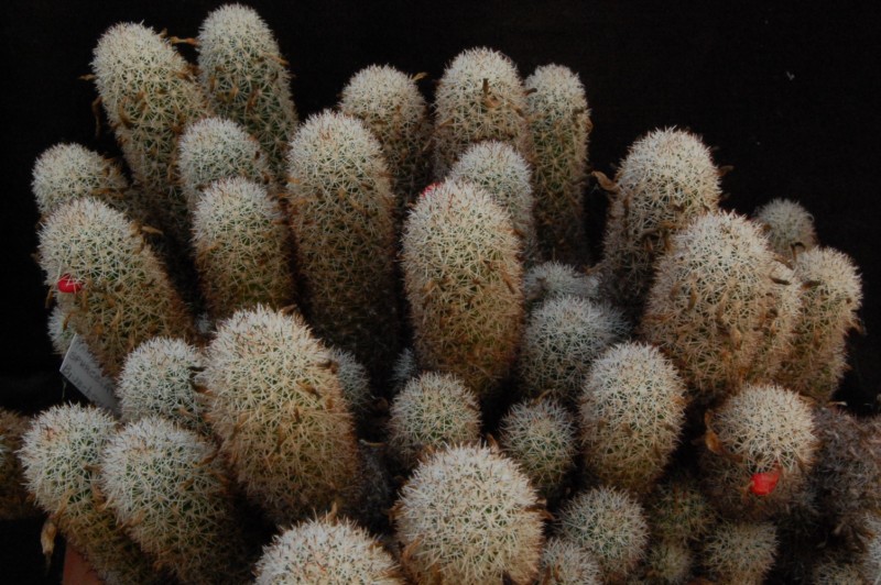 Mammillaria sphacelata 