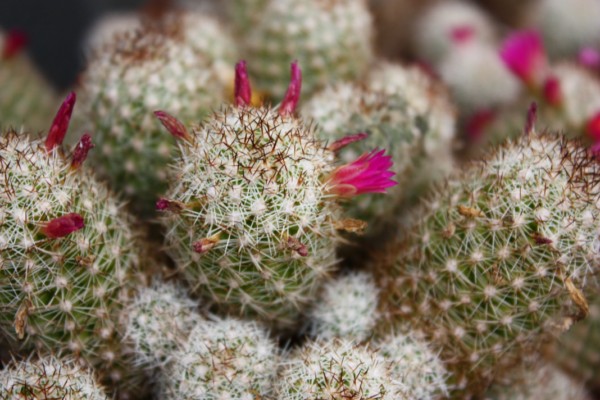 Mammillaria sphacelata SB 1277