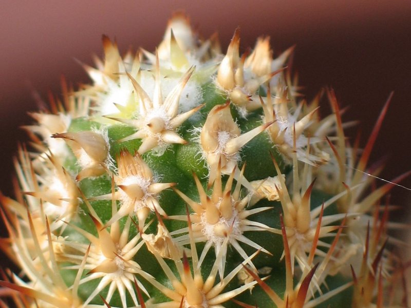 Mammillaria elongata 