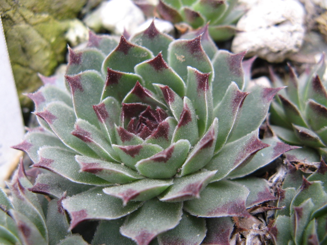 Sempervivum cv. 'Spinneweb' 