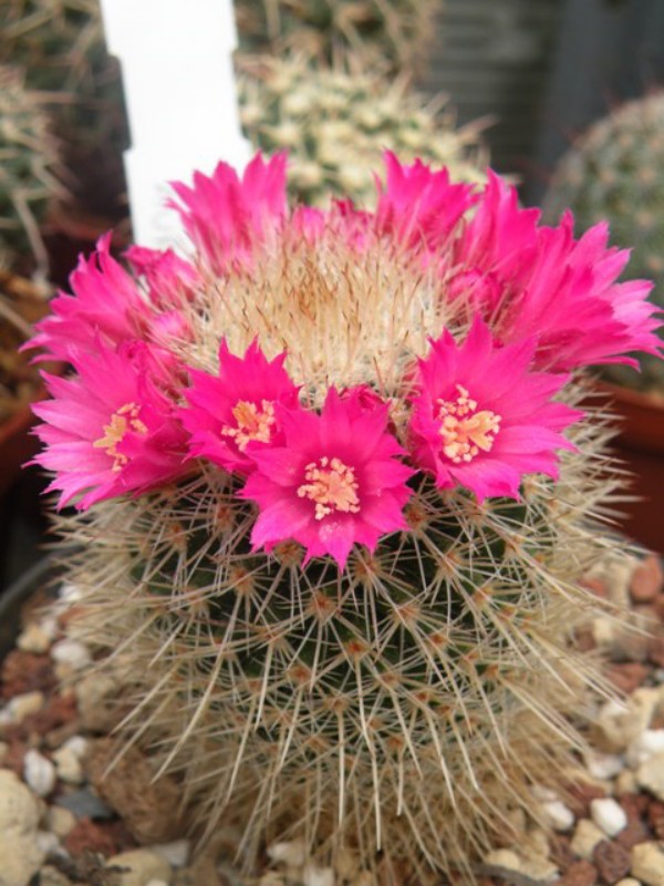 Mammillaria auricoma 