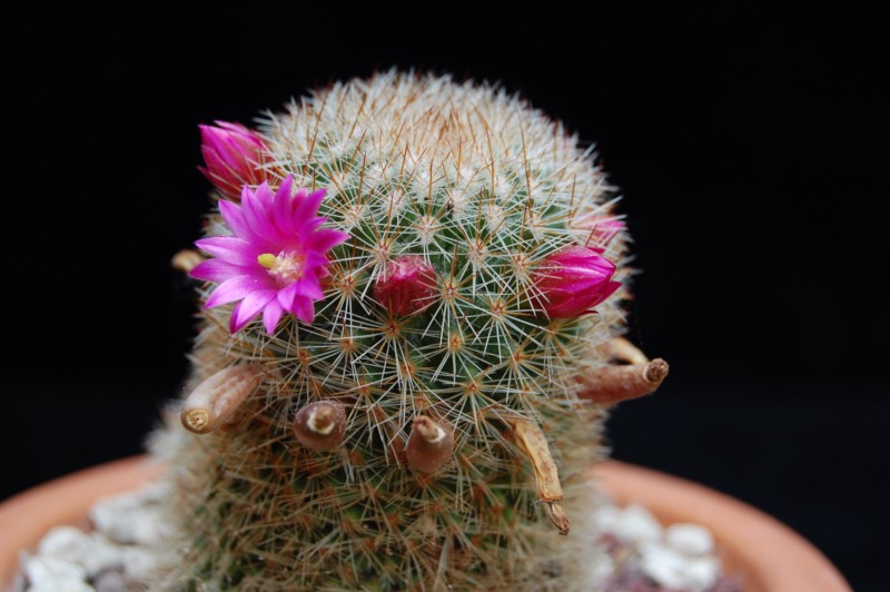 Mammillaria spinosissima ssp. pilcayensis v. crocidata 