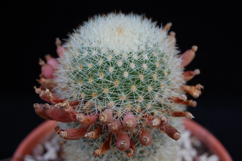 Mammillaria spinosissima ssp. pilcayensis v. crocidata 