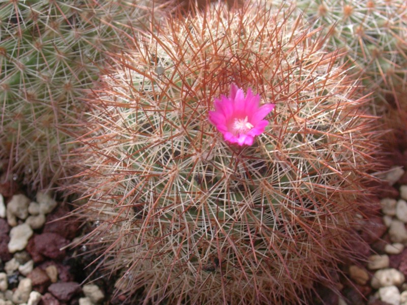 Mammillaria spinosissima 