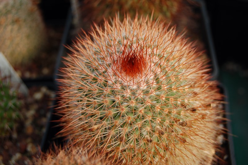 Mammillaria spinosissima 