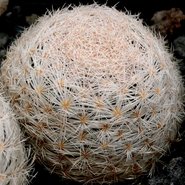 Mammillaria lasiacantha 