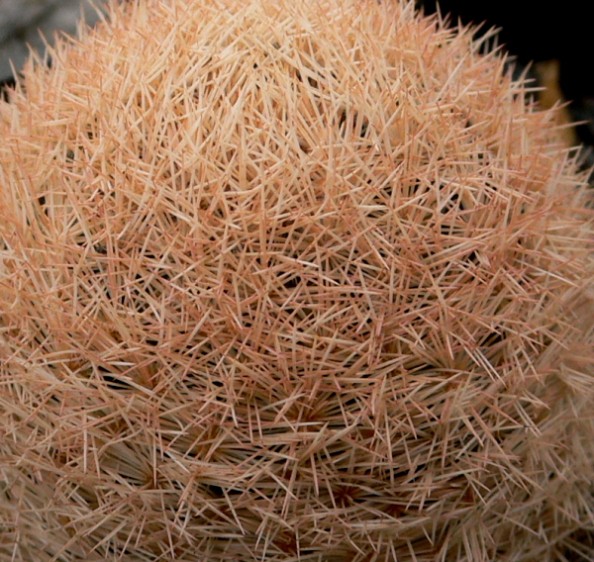 Mammillaria magallanii 