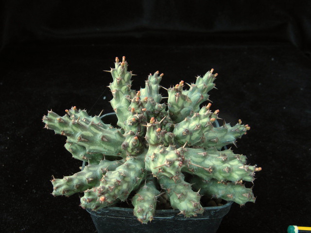 Euphorbia sp. nova 