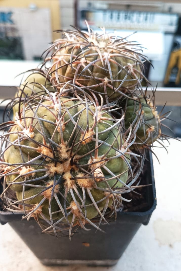 Gymnocalycium spegazzinii 