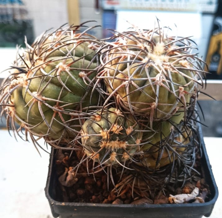 Gymnocalycium spegazzinii 
