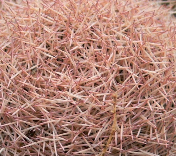 Mammillaria roseocentra 