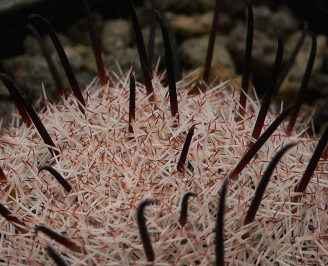 Mammillaria stella-de-tacubaya 