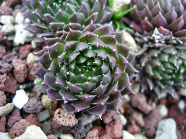 Sempervivum pumilum 