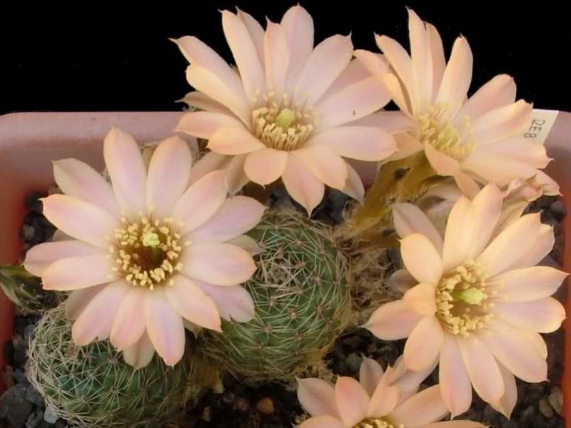 Rebutia pygmaea MN229