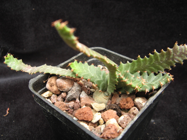 Euphorbia squarrosa 