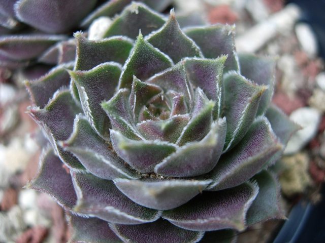 sempervivum reginae-amaliae cv. kambeecho