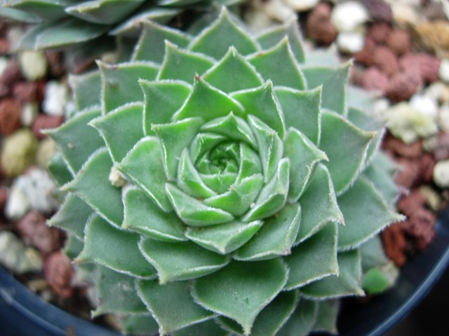 sempervivum reginae-amaliae cv. mavri petri