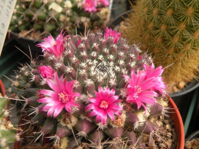 Mammillaria sartorii 