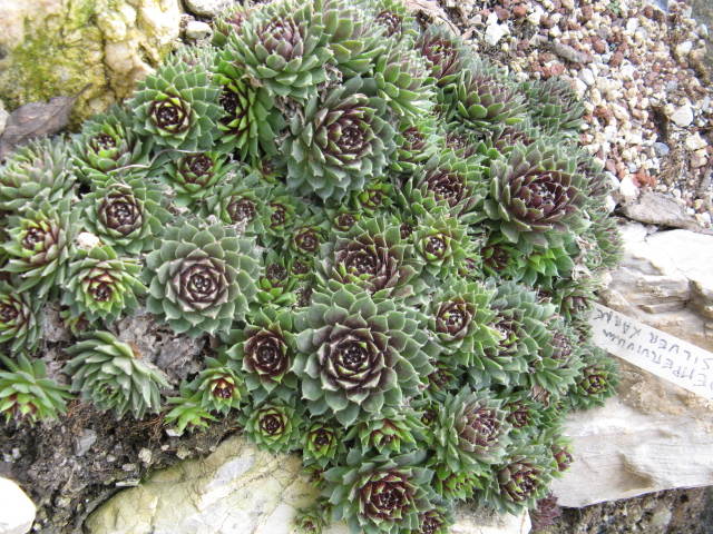 Sempervivum cv. 'silberkarneol' 