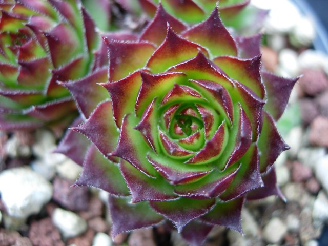 sempervivum sosnowskyi