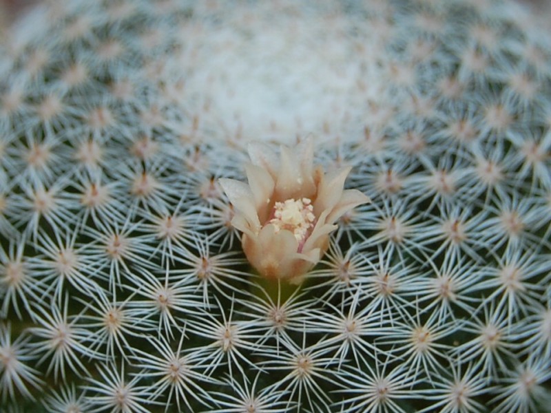 Mammillaria formosa ssp. microthele REP 1267