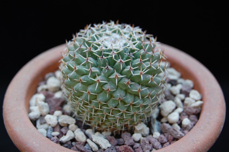 Mammillaria formosa ssp. pseudocrucigera BZ 79