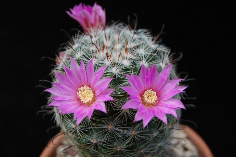 Mammillaria longiflora ssp. stampferi SB 495