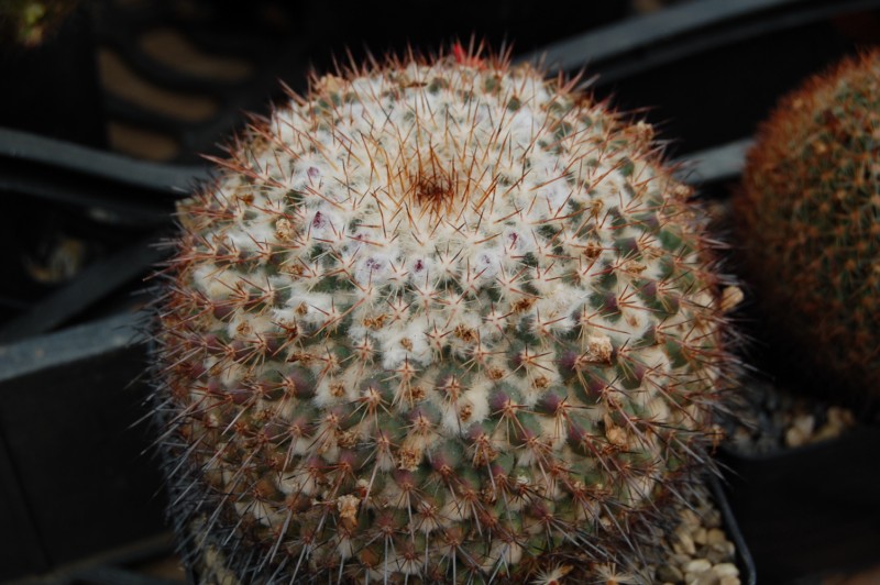 Mammillaria hertrichiana forma LAU 86