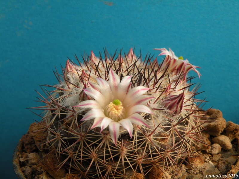 Mammillaria standleyi 