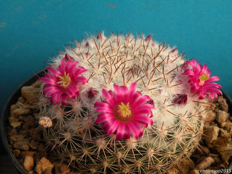 Mammillaria standleyi ROG 692