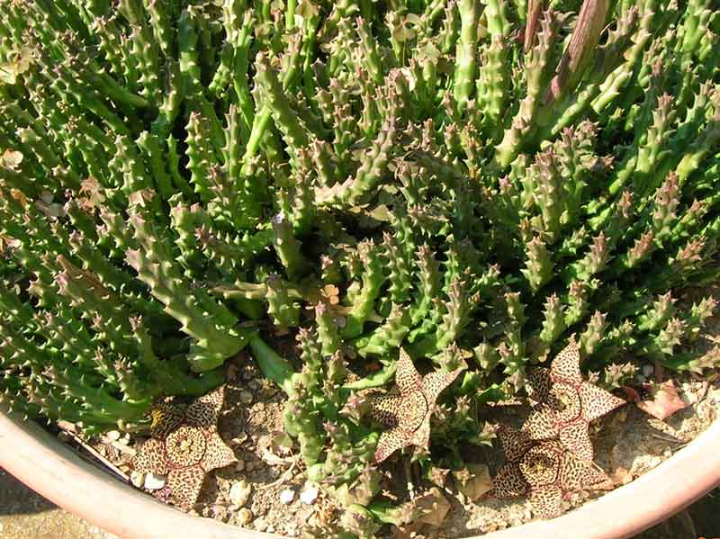 Orbea variegata 