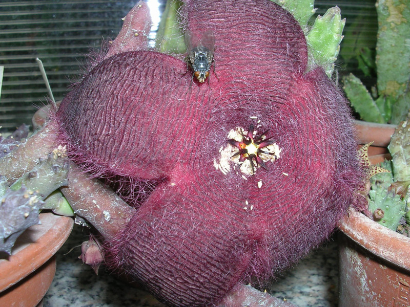 Stapelia asterias 