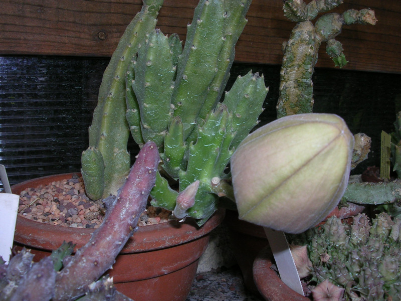 Stapelia asterias 