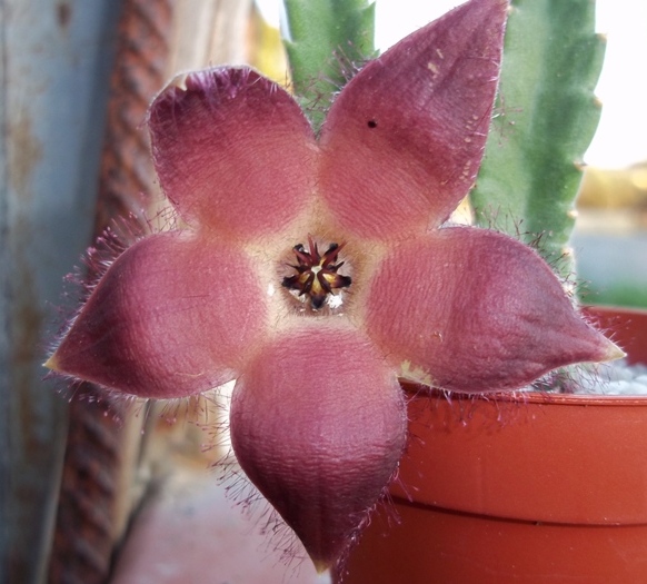 Stapelia bergeriana 