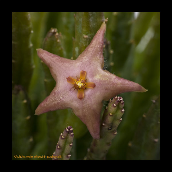 Stapelia divaricata 