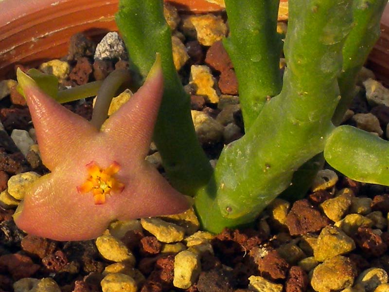 Stapelia divaricata 