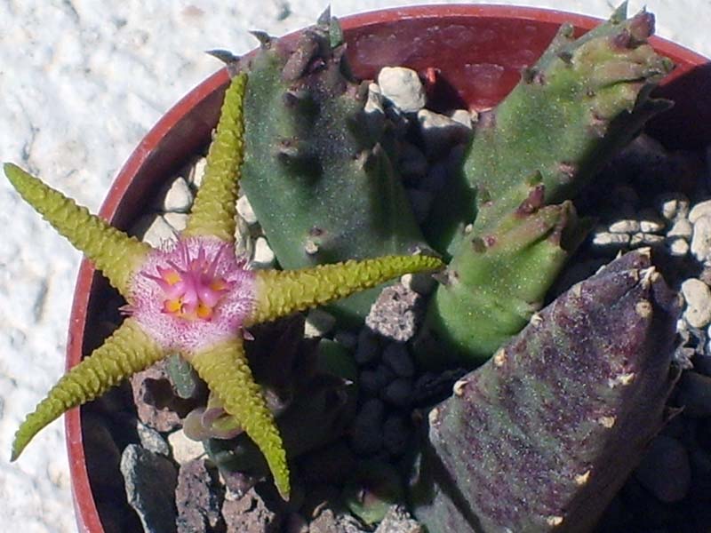 Stapelia flavopurpurea 