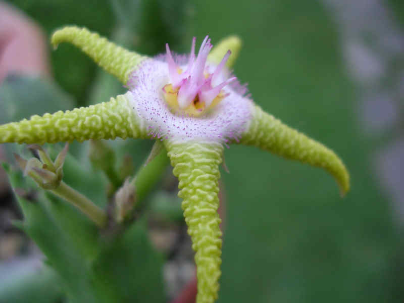 Stapelia flavopurpurea 