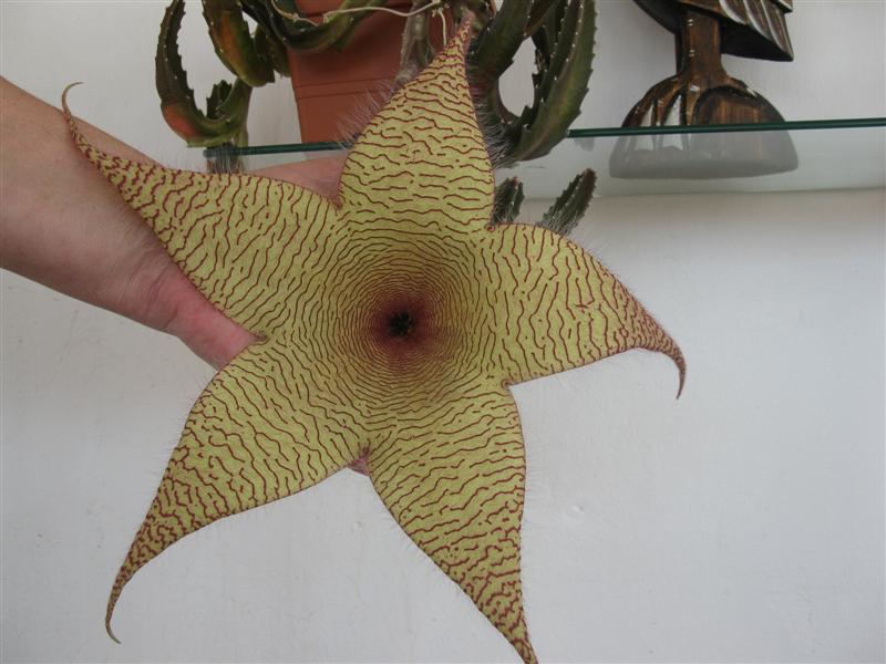 Stapelia gigantea 